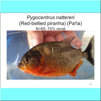 Pygocentrus nattereri.png